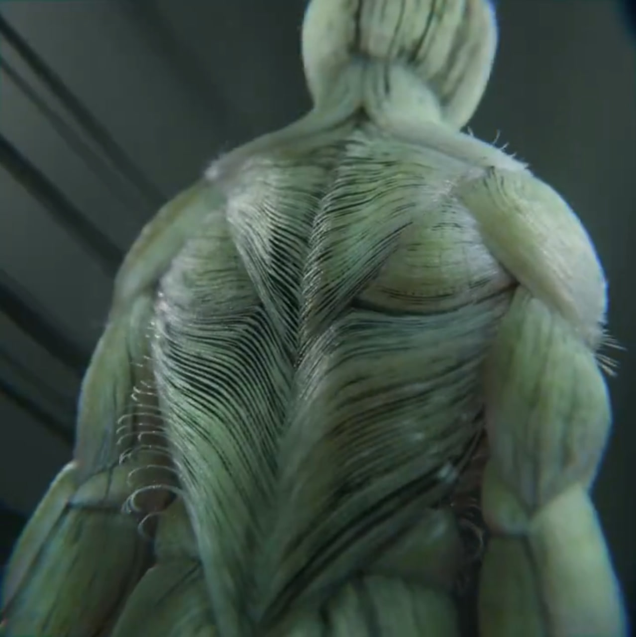Growing Synthetic Muscles in Blender 